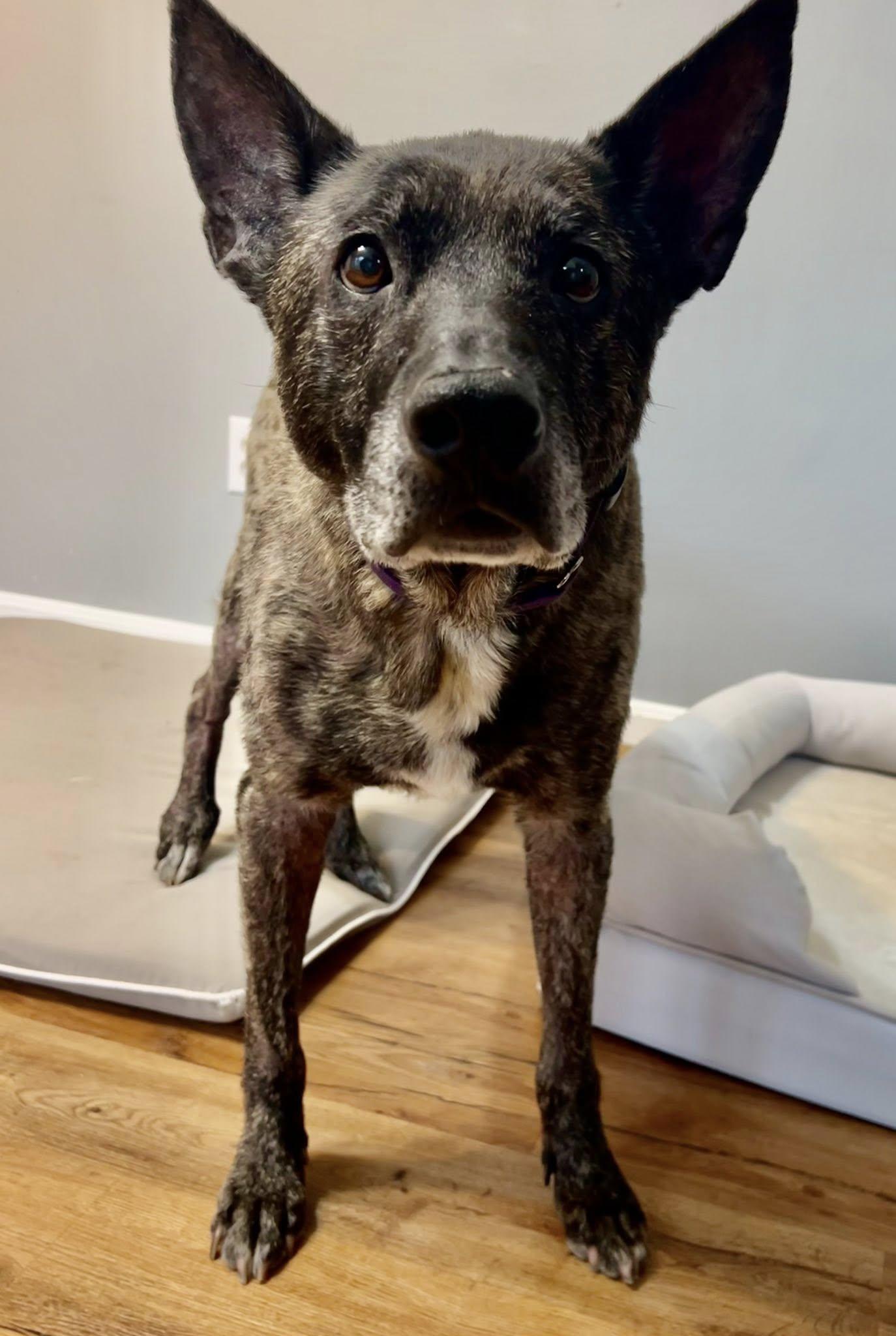 Enlarge Smokey, a Adoptable mixed breed in Severn, MD image 6/6