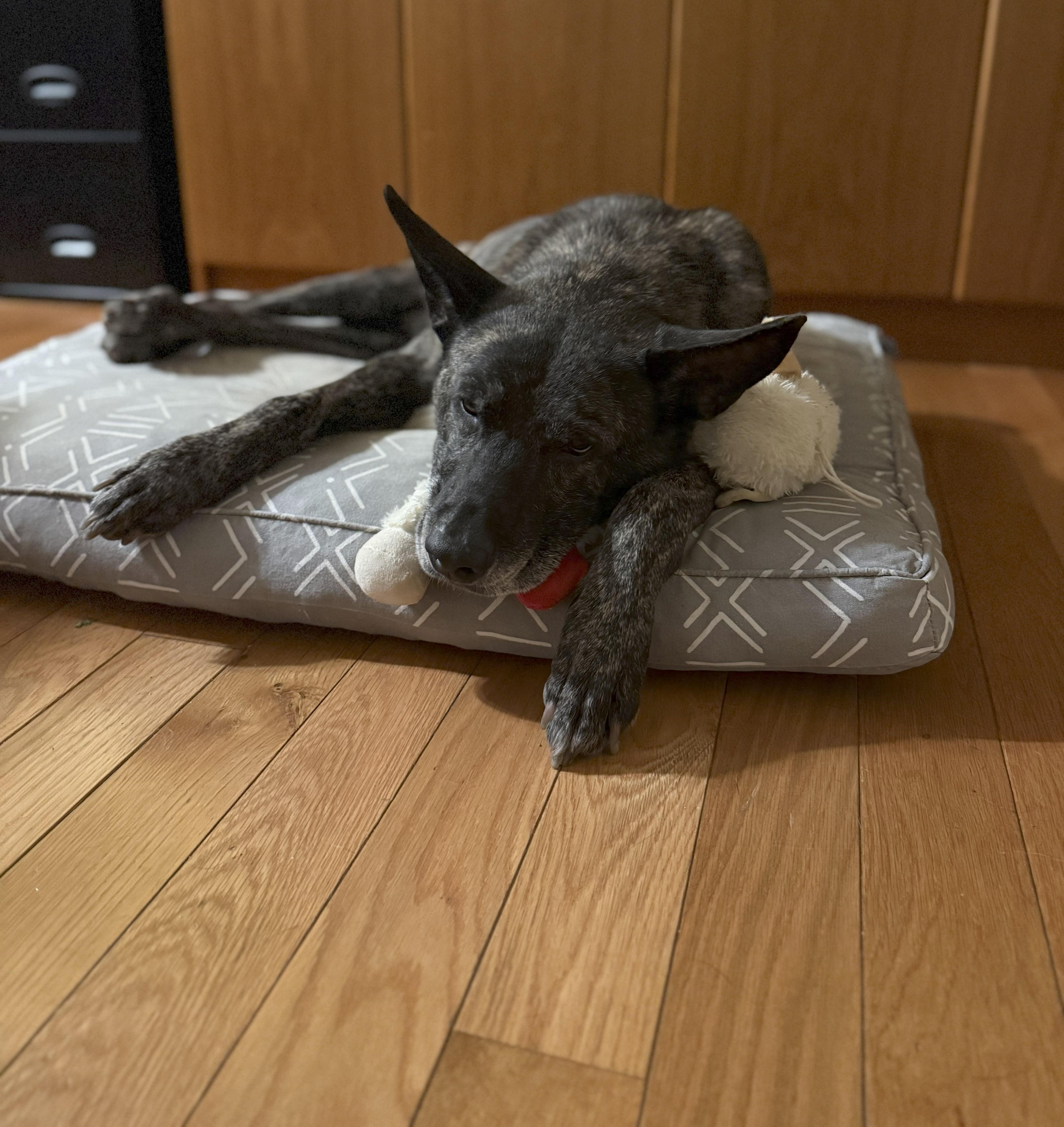 Enlarge Smokey, a Adoptable mixed breed in Severn, MD image 3/6