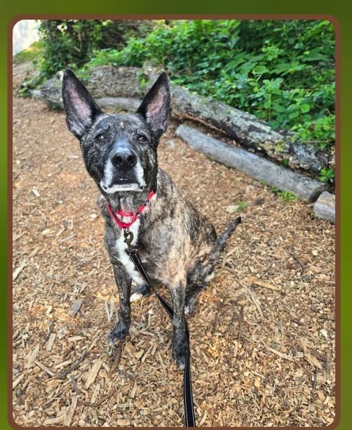 Enlarge Smokey, a Adoptable mixed breed in Severn, MD image 4/6