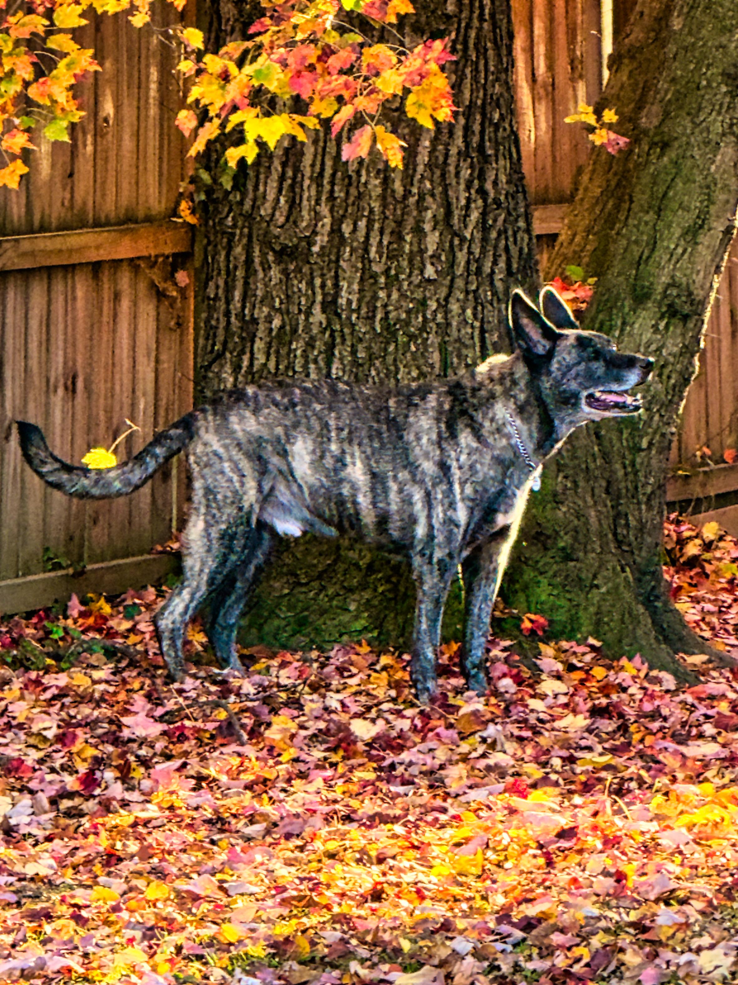 Enlarge Smokey, a Adoptable mixed breed in Severn, MD image 1/6