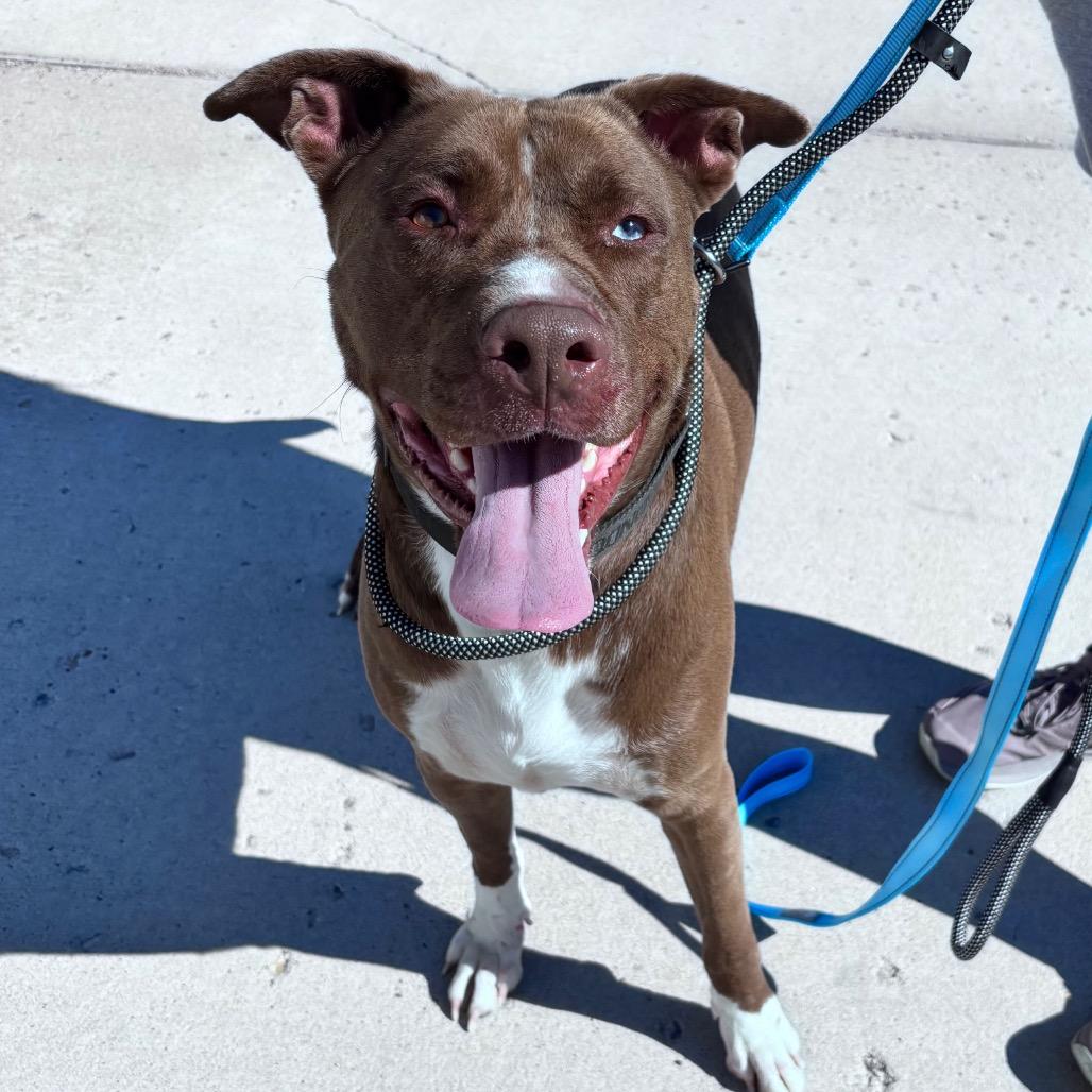 Dino, Adopted, Adult Male Mixed Breed.