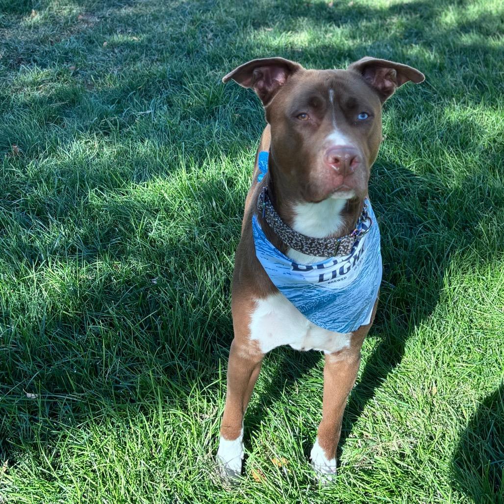 Enlarge Dino, a Adopted Mixed Breed in Bismarck, ND image 2/6