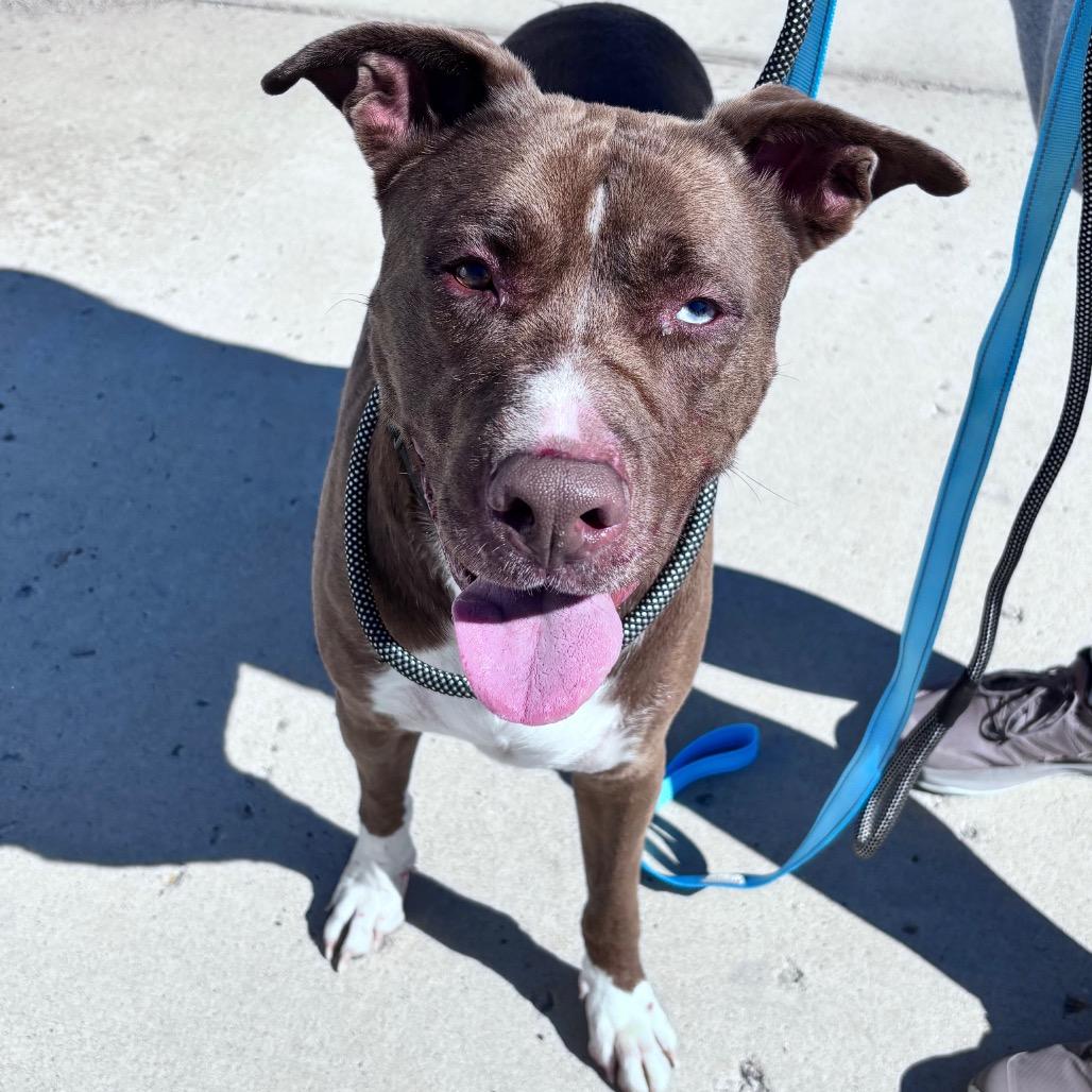 Enlarge Dino, a Adopted Mixed Breed in Bismarck, ND image 4/6