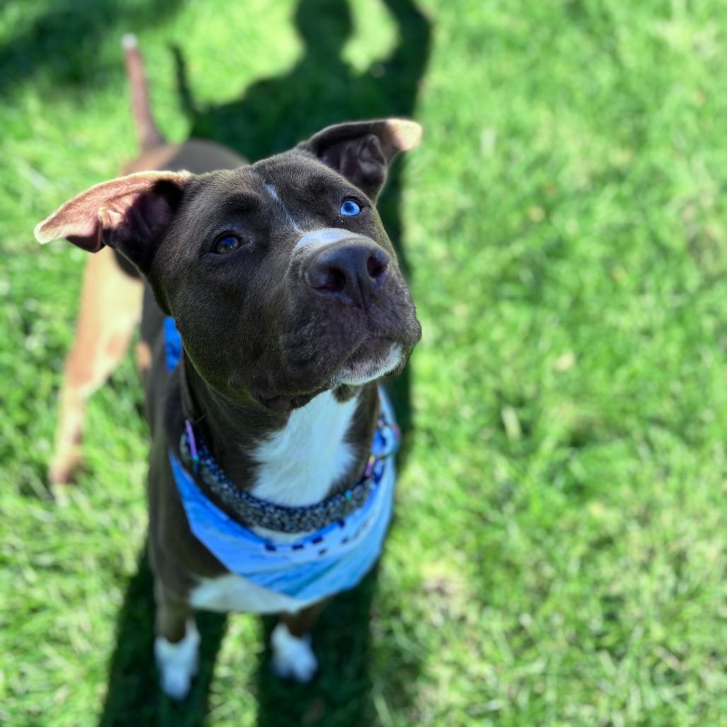 Enlarge Dino, a Adopted Mixed Breed in Bismarck, ND image 5/6