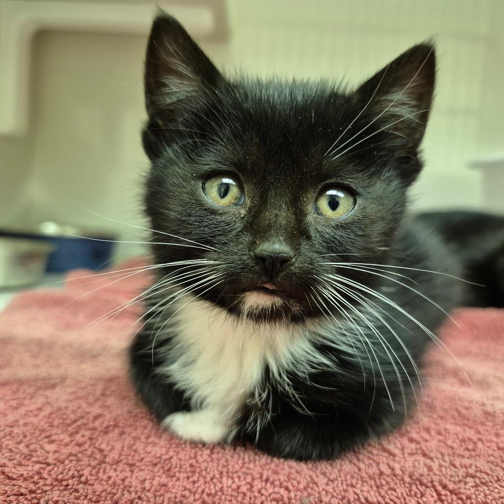 Enlarge Miriam, a Adoptable Domestic Short Hair in Newark, NJ image 1/1