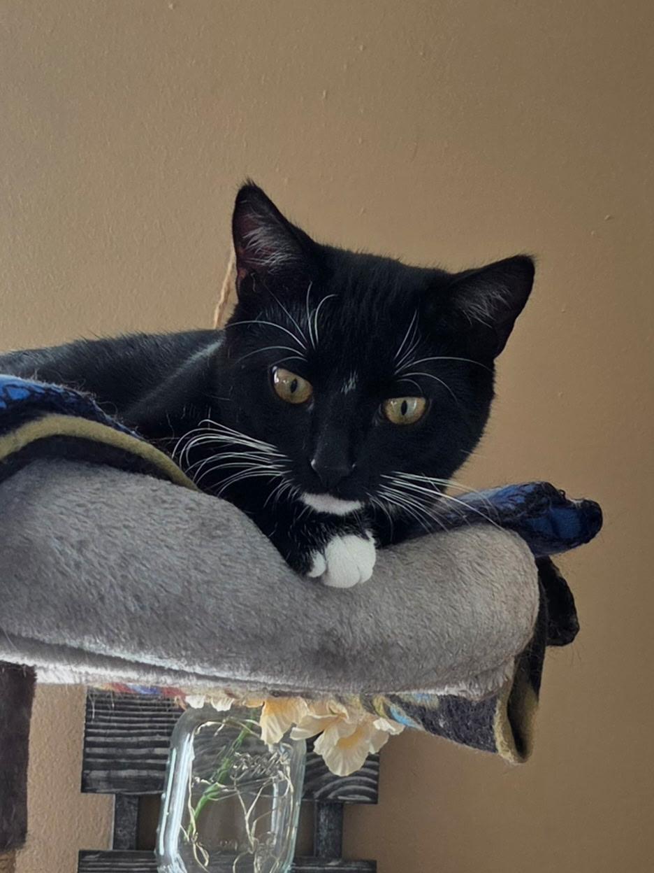 Enlarge Boba, a Adoptable Domestic Short Hair in Faribault, MN image 2/2