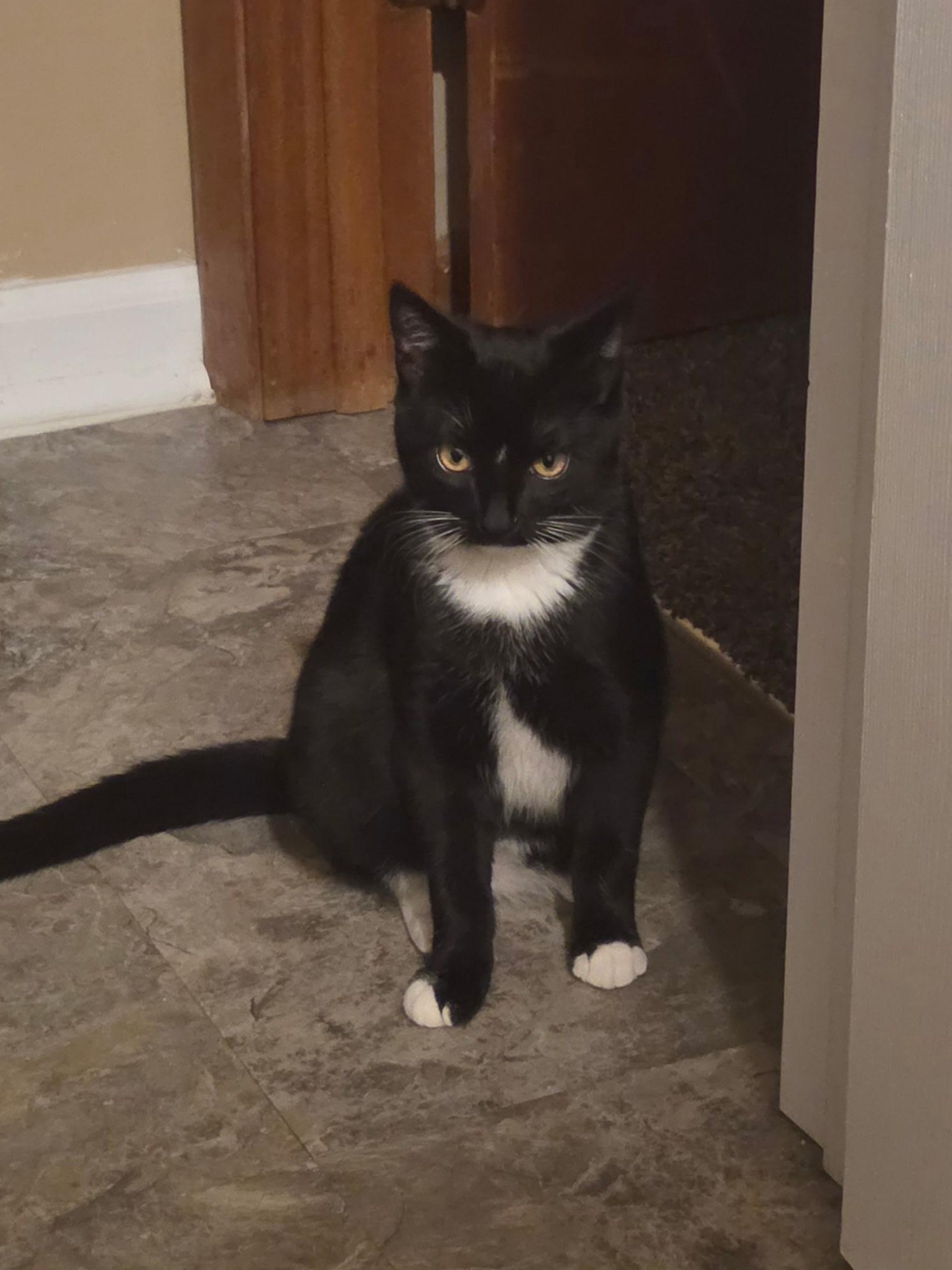 Enlarge Boba, a Adoptable Domestic Short Hair in Faribault, MN image 1/2