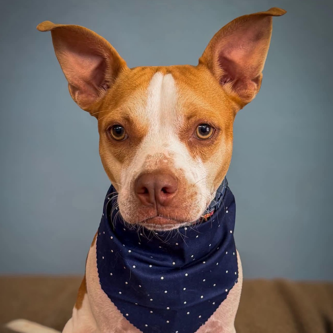 Hutch, ADOPTABLE, Puppy Male Boston Terrier & Staffordshire Bull Terrier.