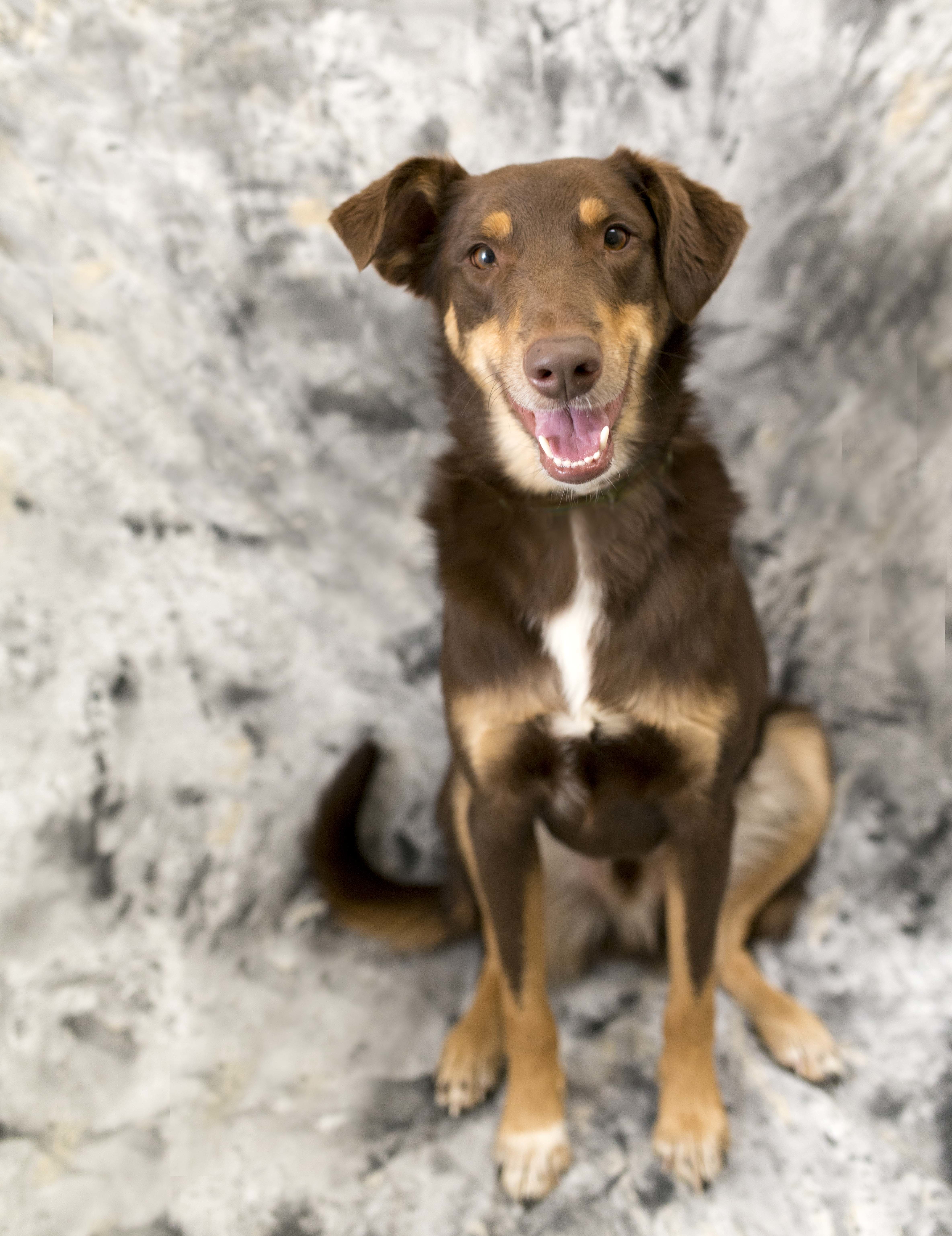 Hoagy, Young Male Australian Shepherd