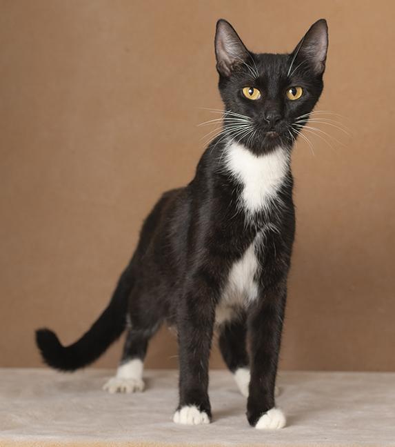 Enlarge Rosie, a Adoptable Tuxedo in Chicago, IL image 2/6
