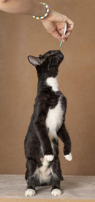 Enlarge Rosie, a Adoptable Tuxedo in Chicago, IL image 3/6