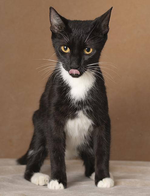 Enlarge Rosie, a Adoptable Tuxedo in Chicago, IL image 5/6
