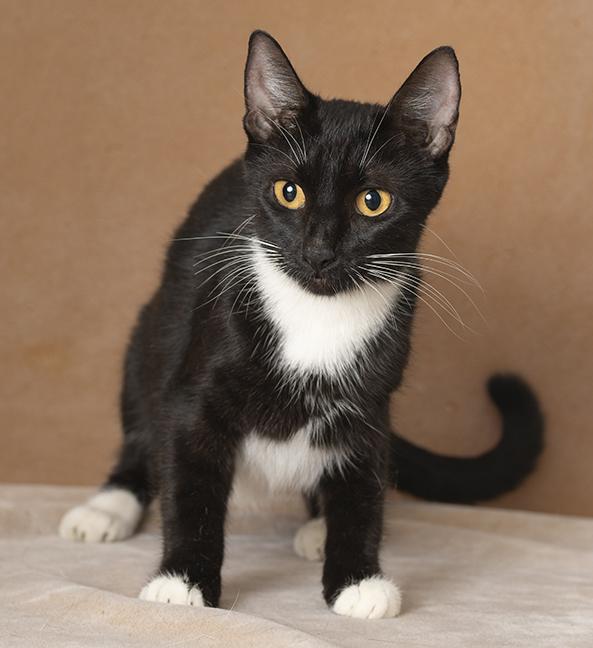Enlarge Rosie, a Adoptable Tuxedo in Chicago, IL image 6/6