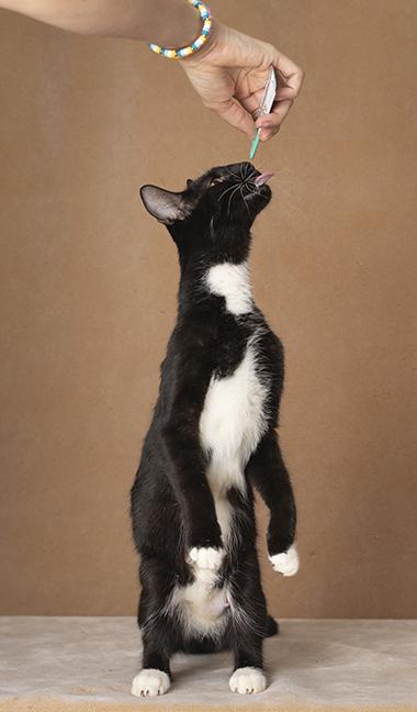 Enlarge Rosie, a Adoptable Tuxedo in Chicago, IL image 4/6