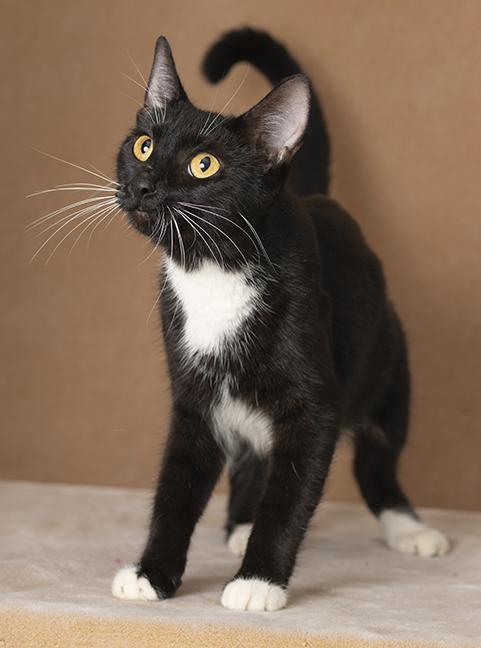 Rosie, Adoptable, Young Female Tuxedo.