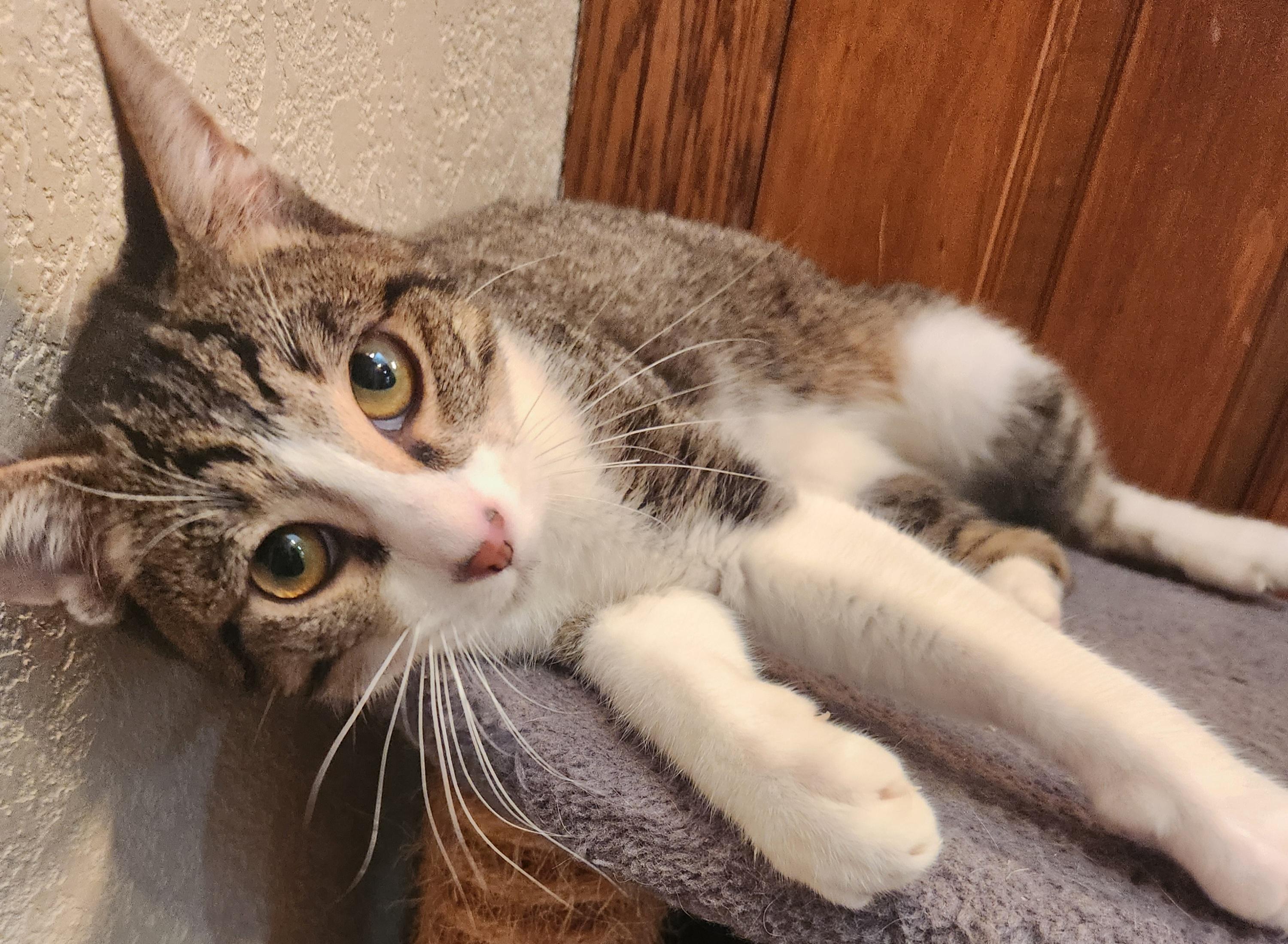 Moe, Adoptable, Young Male Domestic Short Hair.