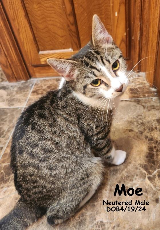 Moe, a Adoptable Domestic Short Hair in Oklahoma City, OK image 3/5