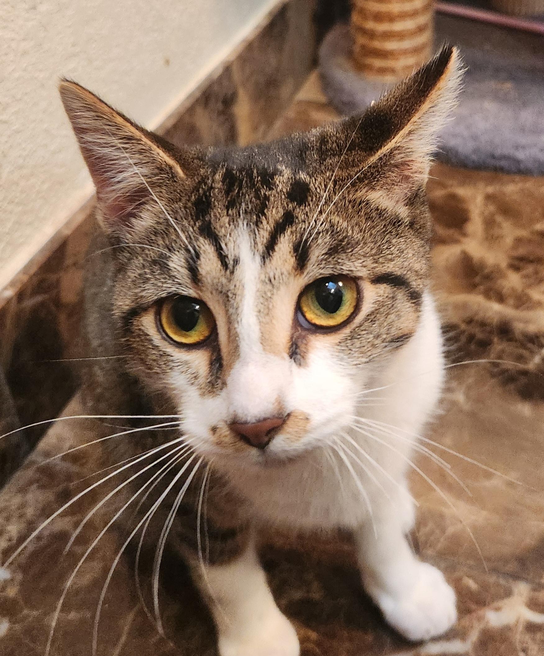 Moe, a Adoptable Domestic Short Hair in Oklahoma City, OK image 1/5