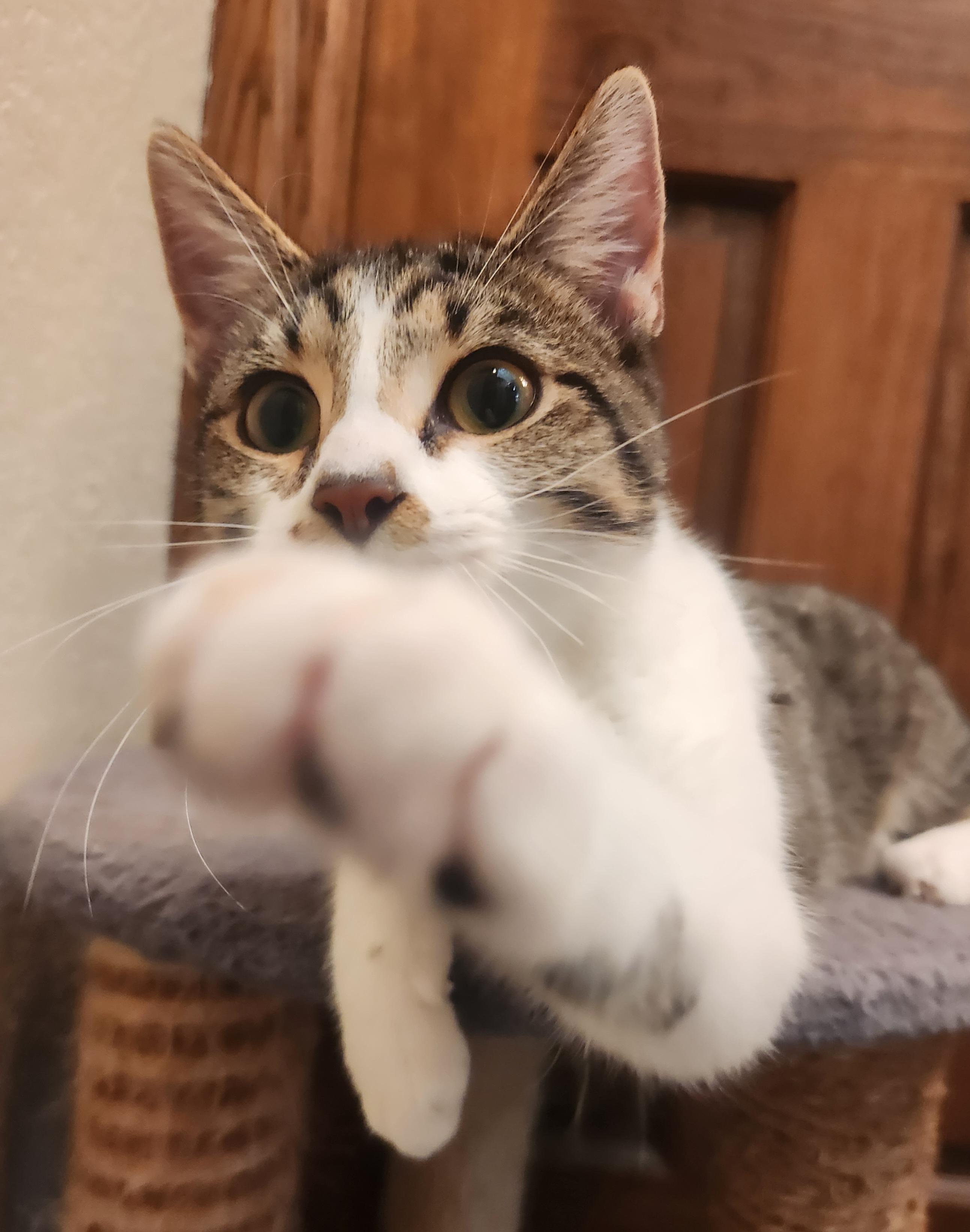 Moe, a Adoptable Domestic Short Hair in Oklahoma City, OK image 4/5