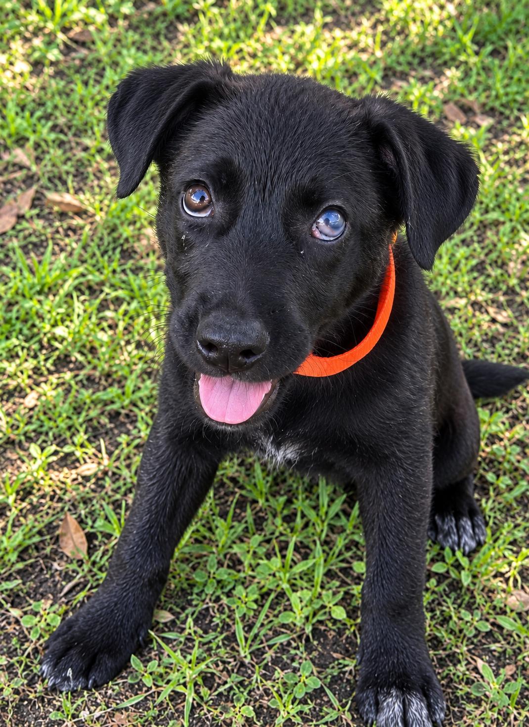 Enlarge Finn, a Adopted mixed breed in Lake Charles, LA image 1/2