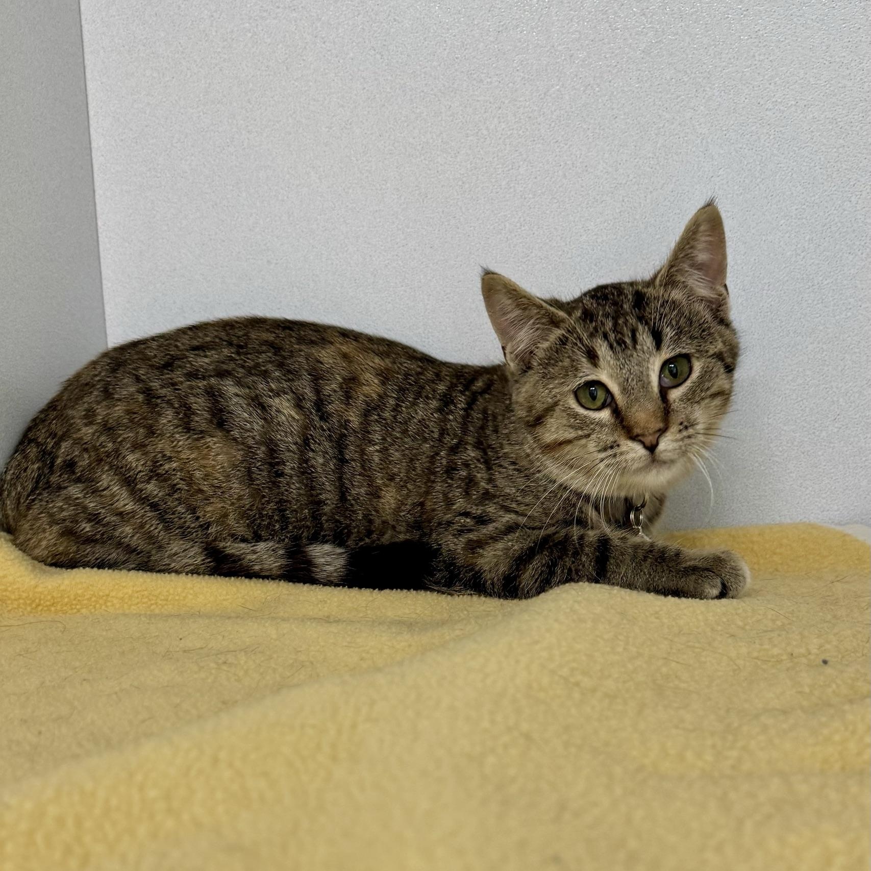 Enlarge Hilda, a Adoptable Domestic Short Hair in Morris, MN image 2/2