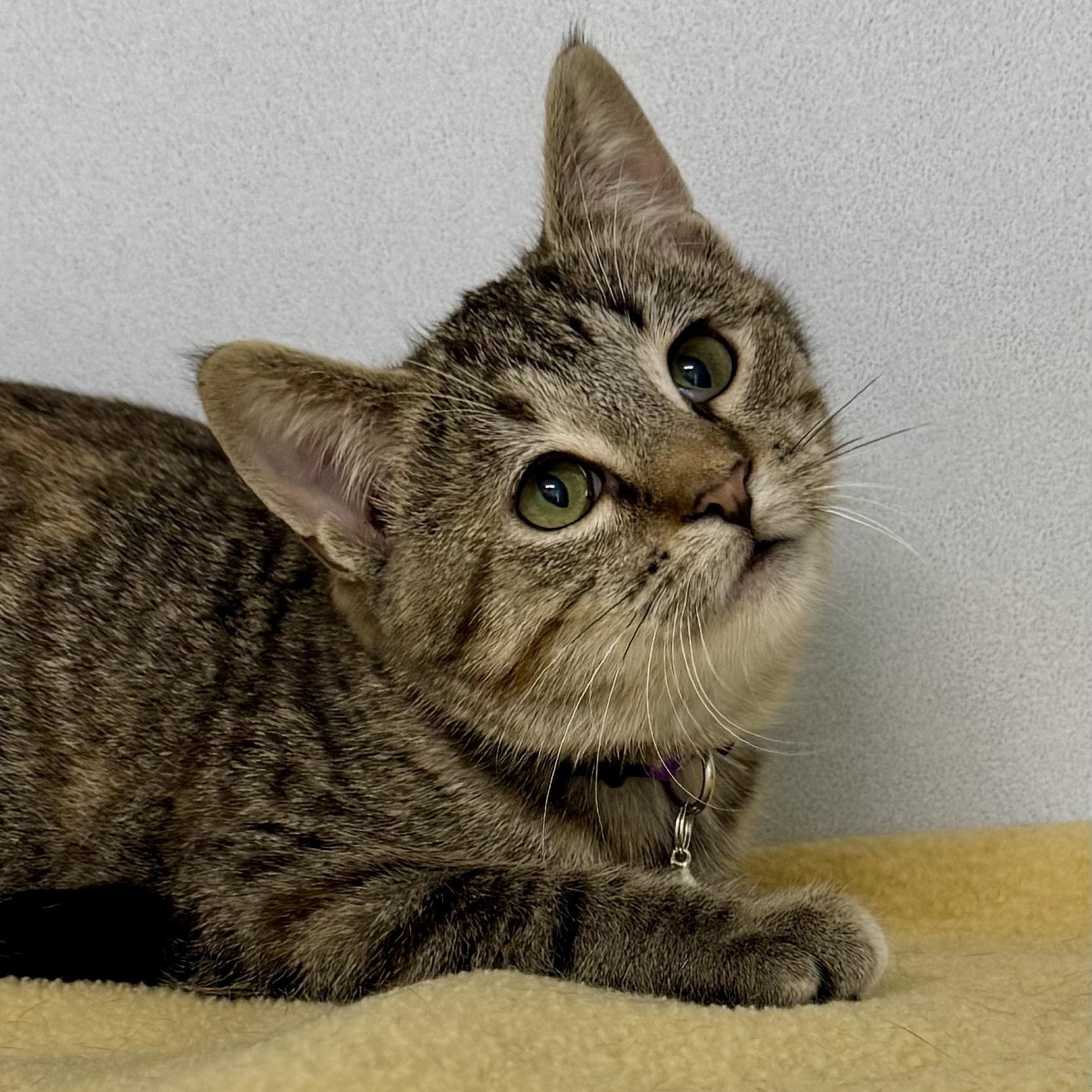 Hilda, Adoptable, Young Female Domestic Short Hair.
