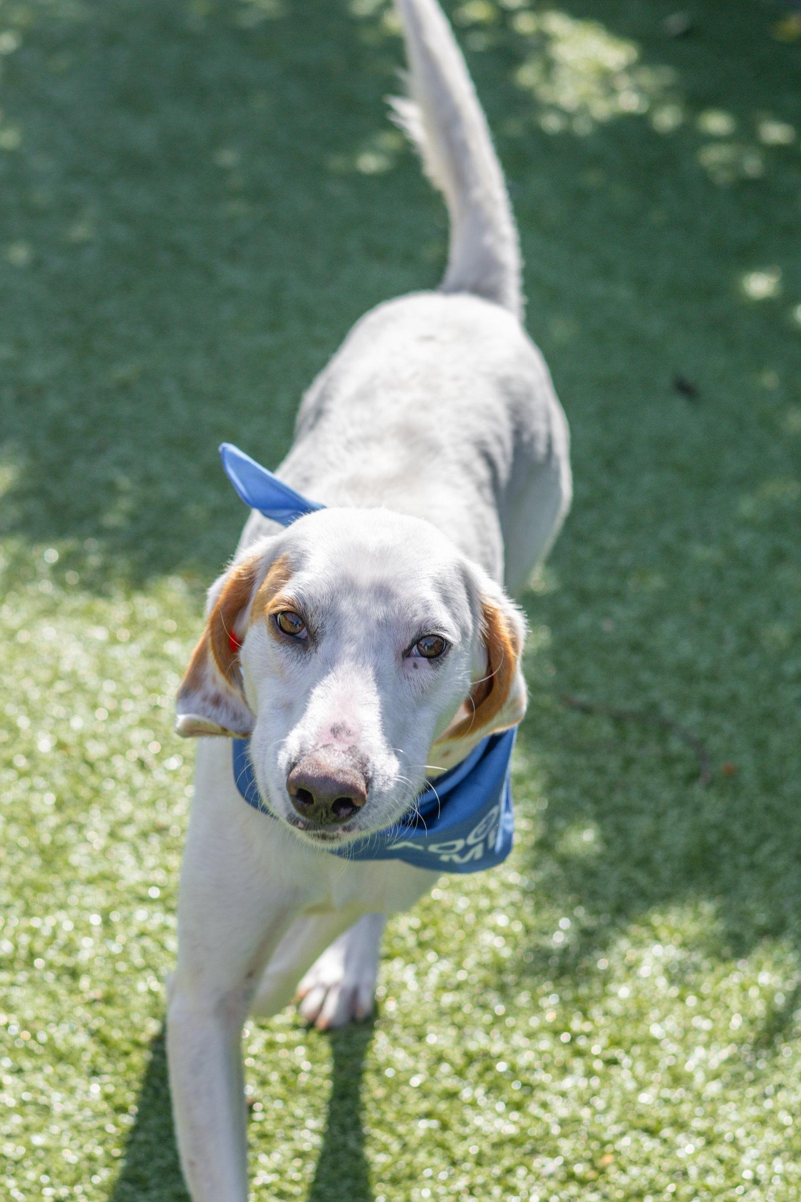 Donald, a Adoptable Hound in Hilton Head Island, SC image 1/3
