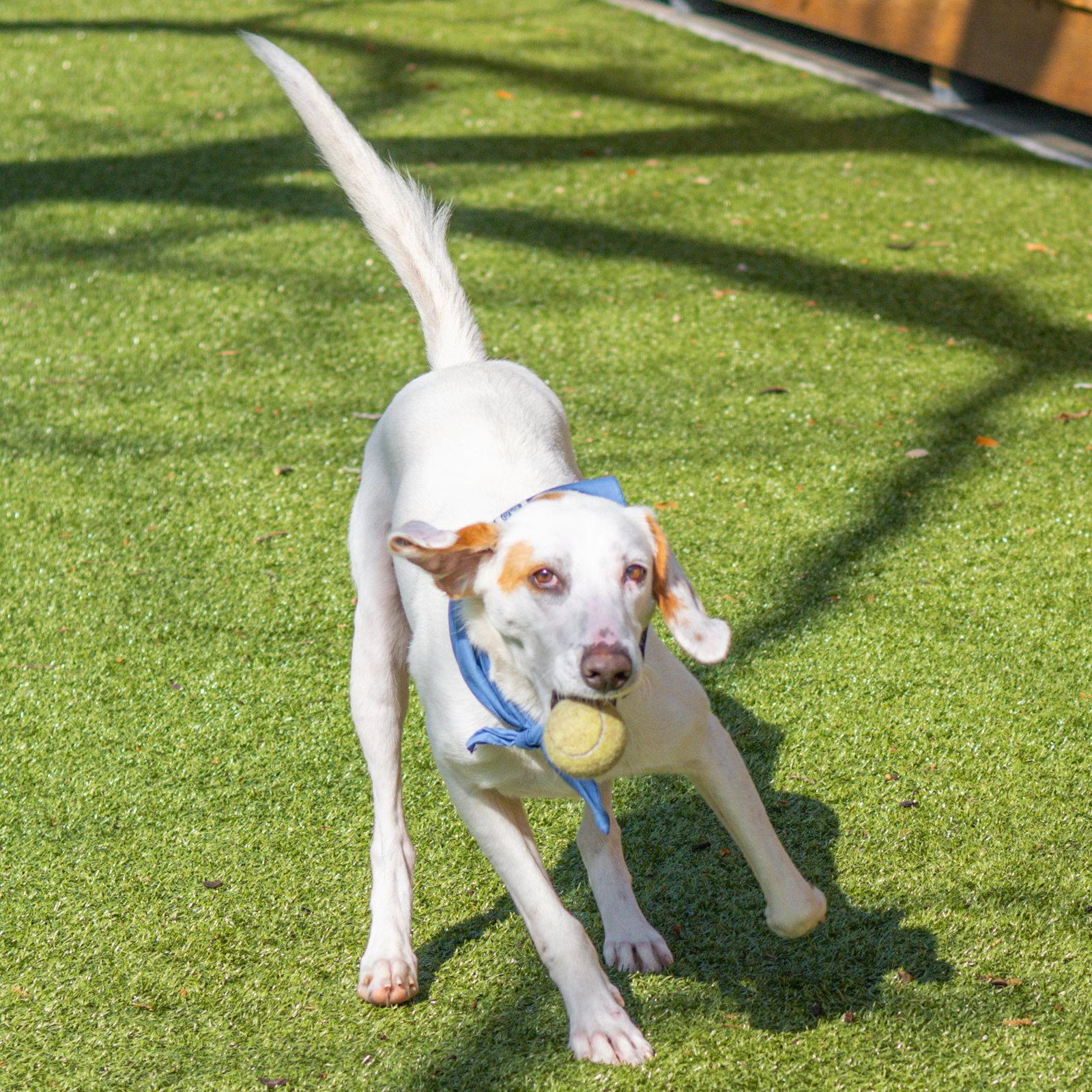 Donald, a Adoptable Hound in Hilton Head Island, SC image 2/3