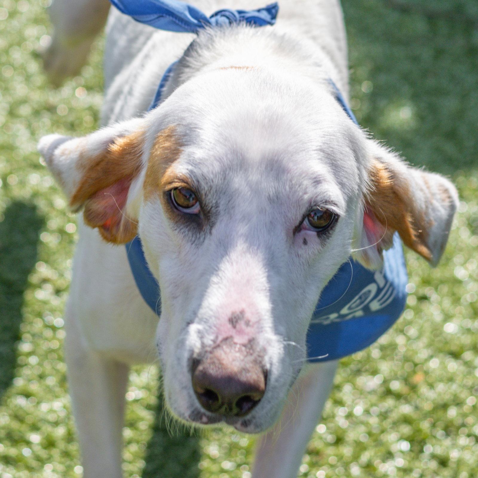 Donald, a Adoptable Hound in Hilton Head Island, SC image 3/3