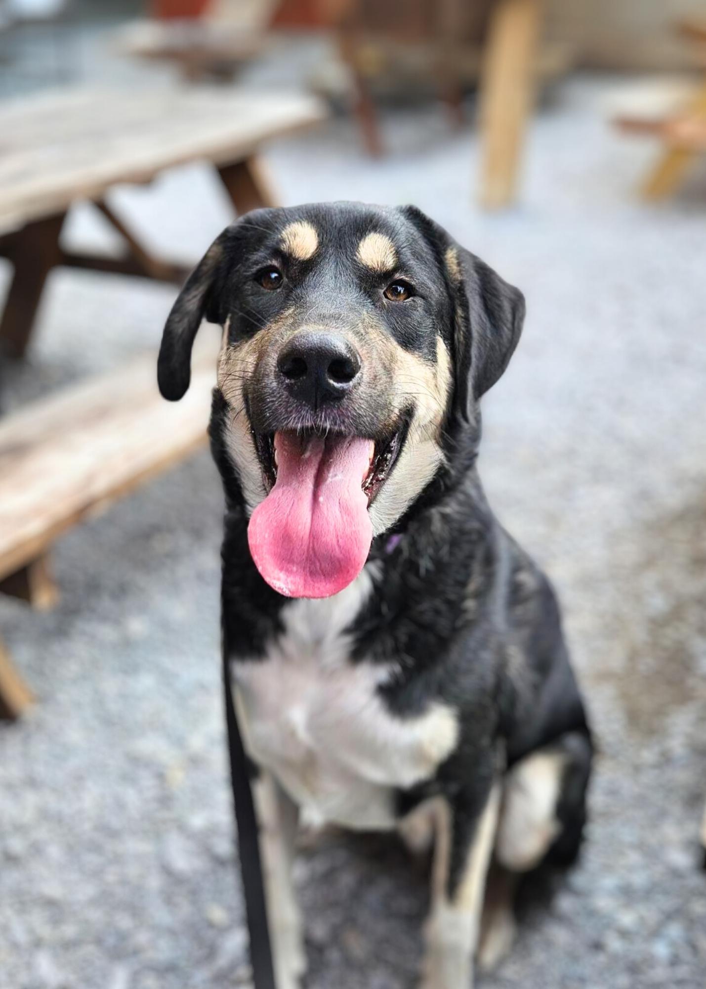 Otto, a Adoptable mixed breed in Franklin, TN image 1/6