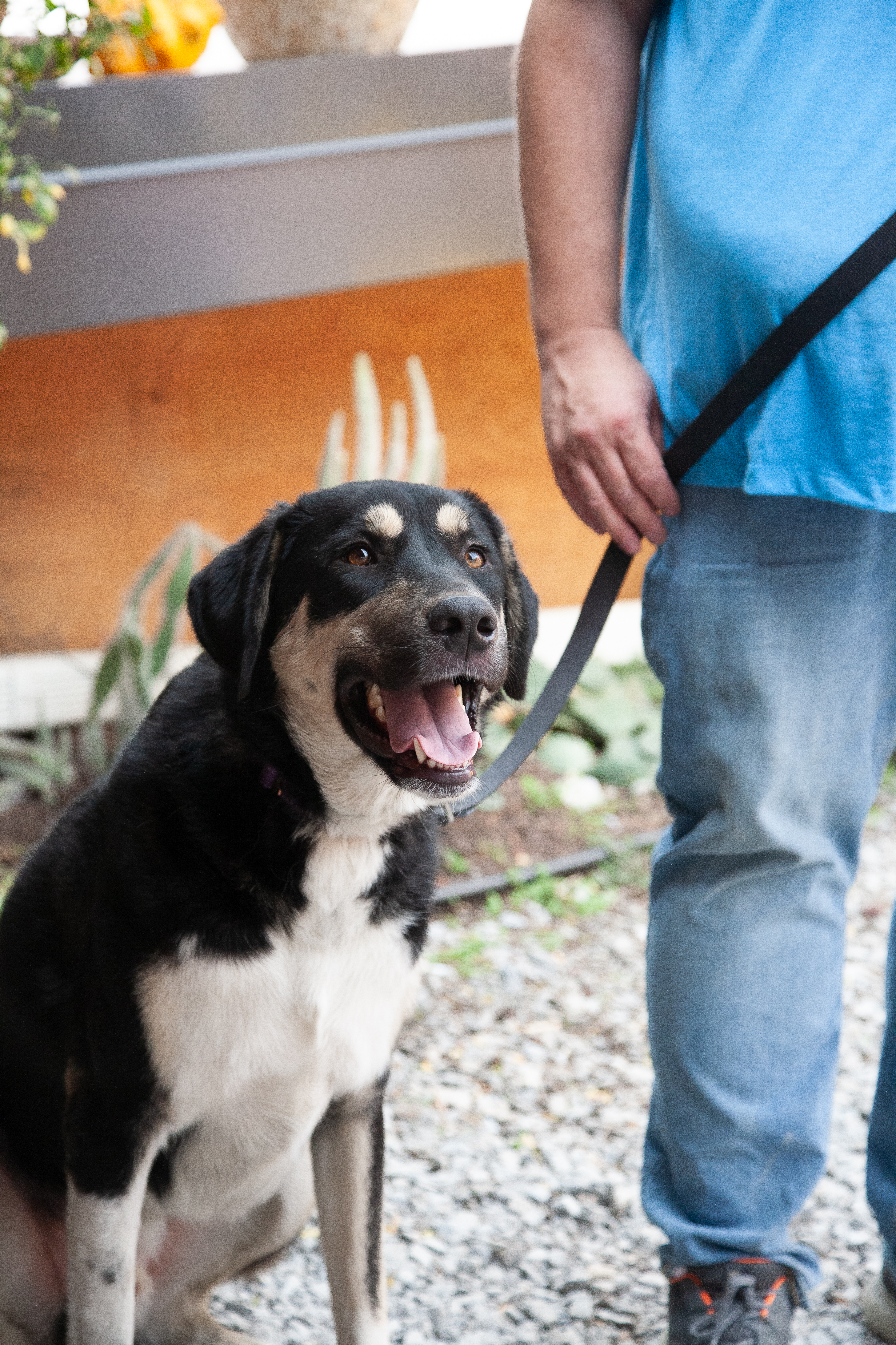 Otto, a Adoptable mixed breed in Franklin, TN image 4/6