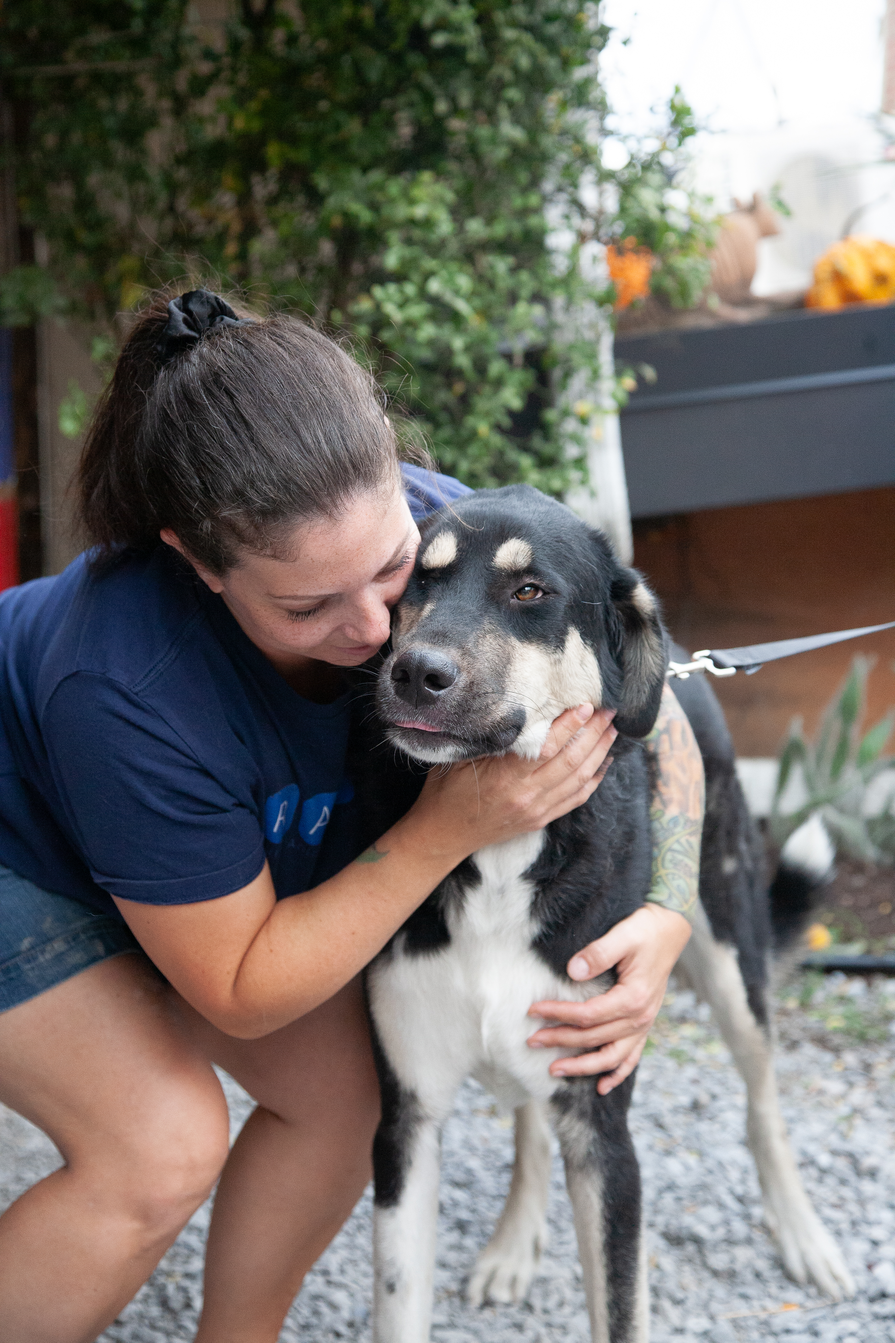 Otto, a Adoptable mixed breed in Franklin, TN image 5/6