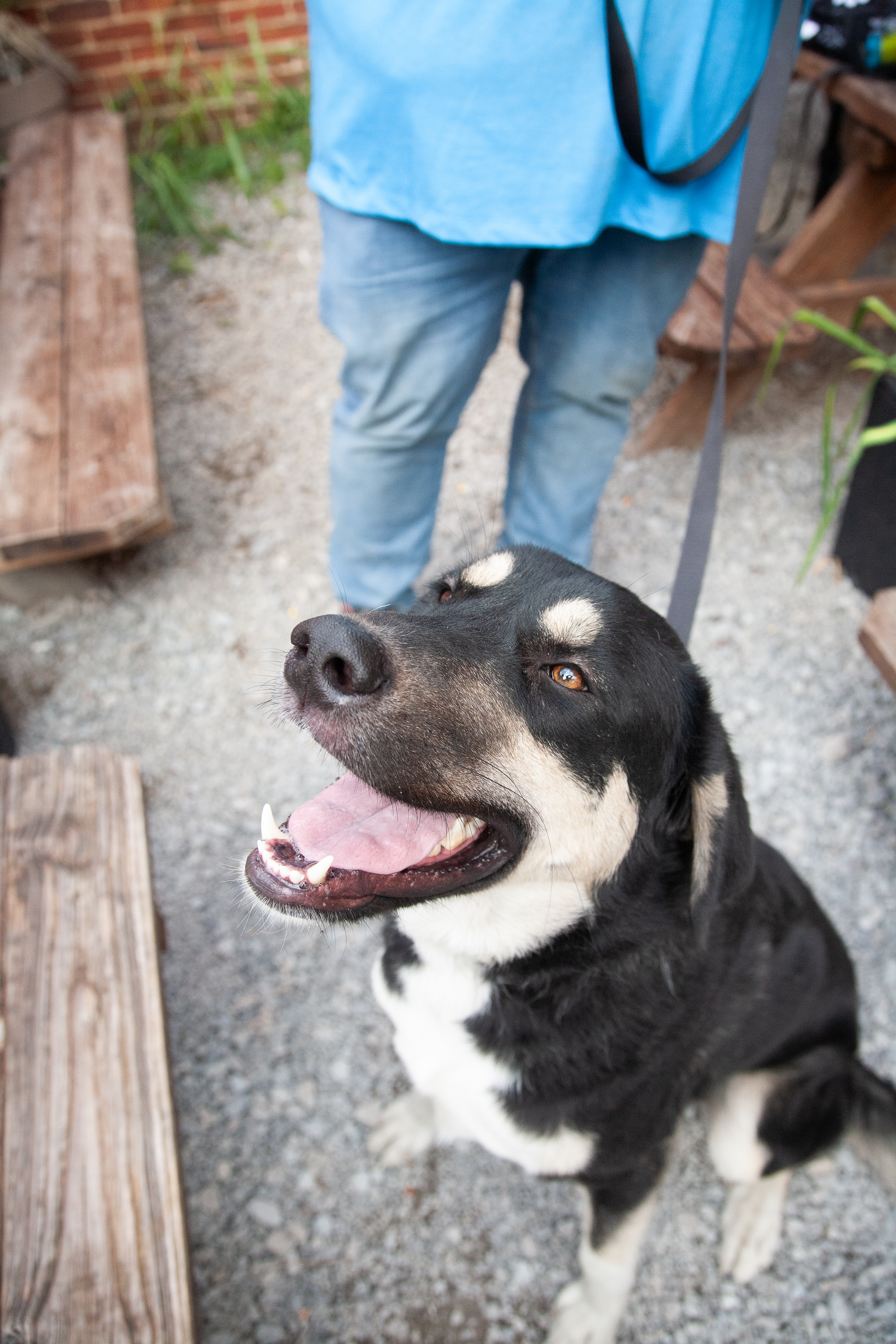 Otto, a Adoptable mixed breed in Franklin, TN image 6/6