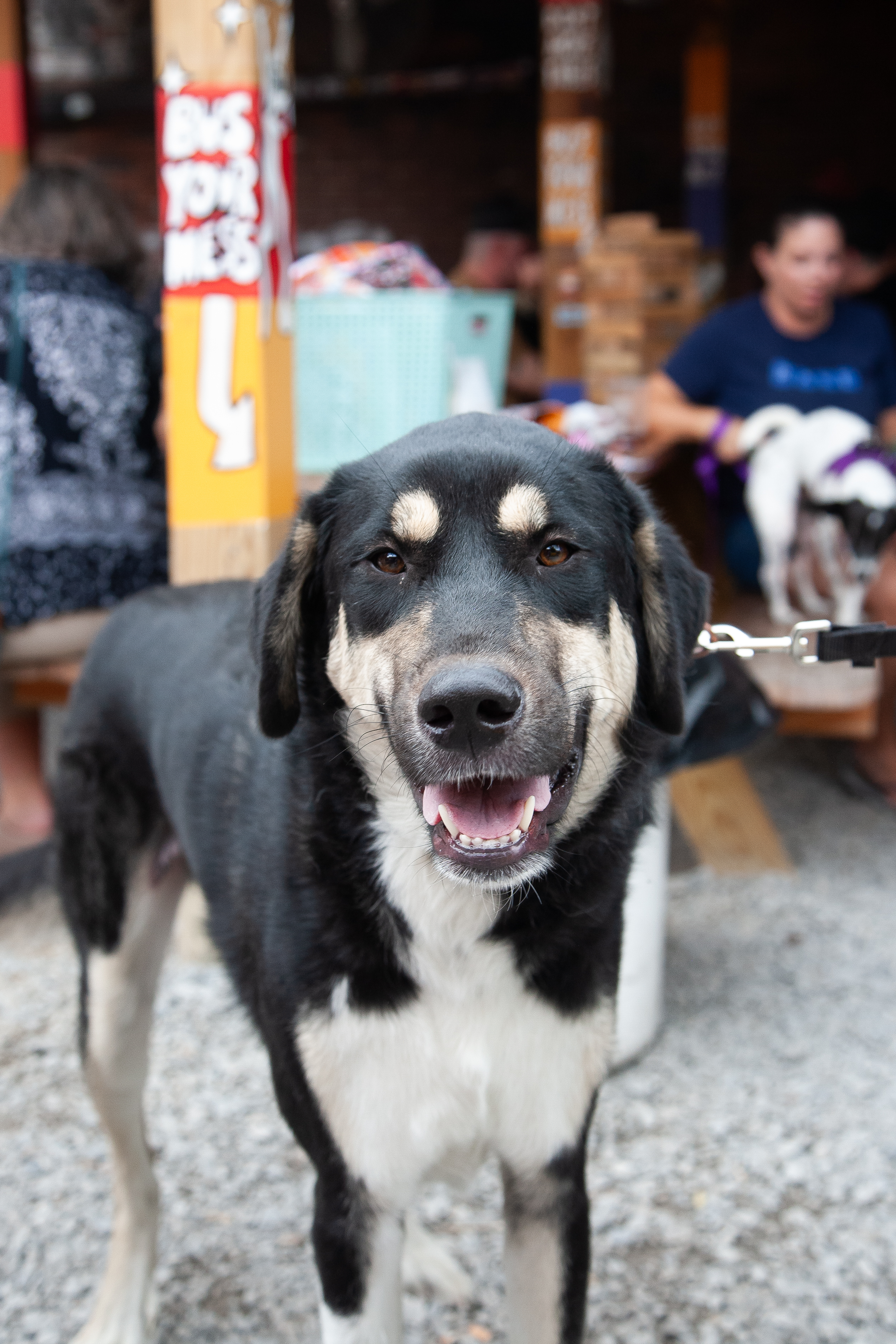 Otto, a Adoptable mixed breed in Franklin, TN image 3/6
