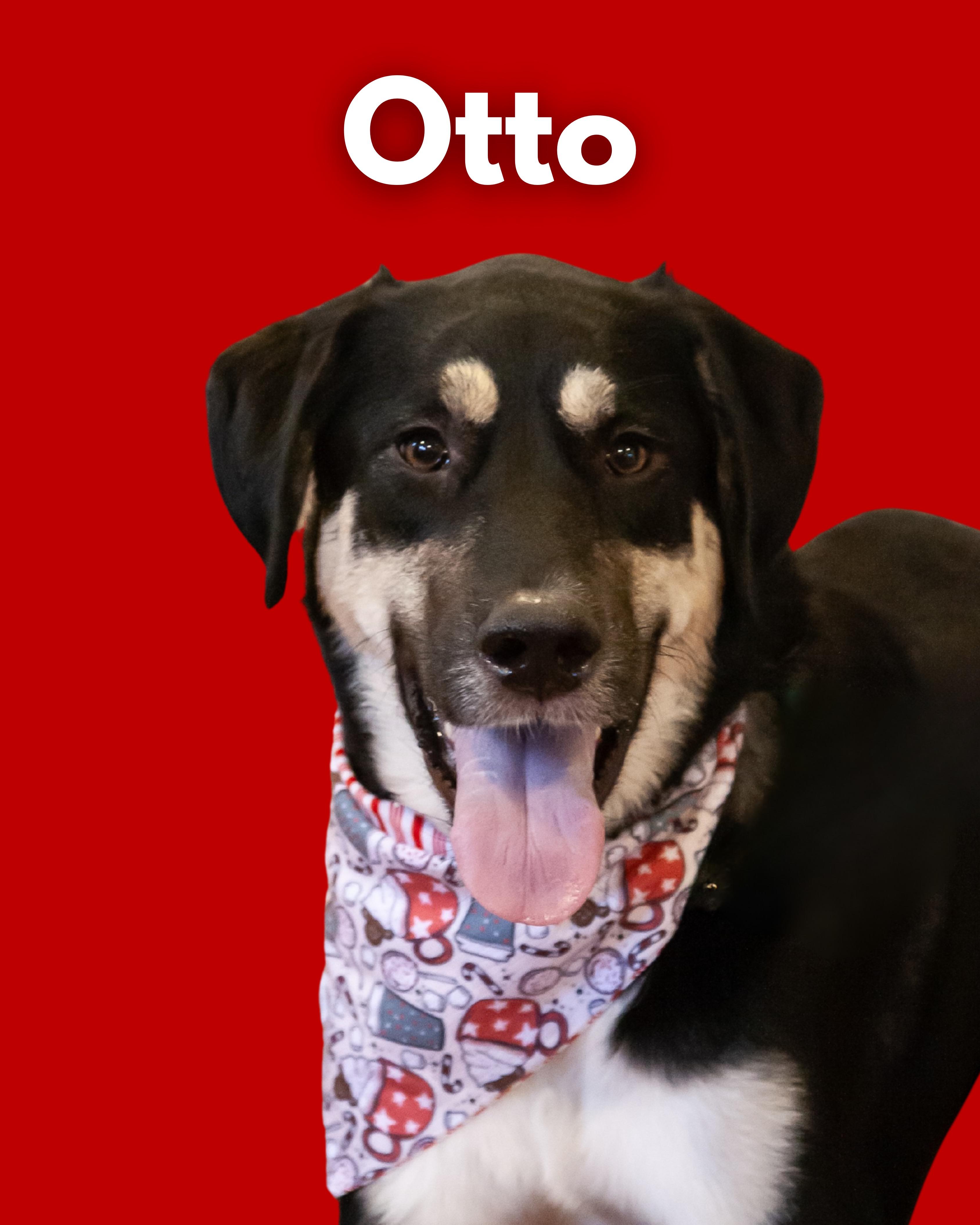 Otto, a Adoptable mixed breed in Franklin, TN image 2/6