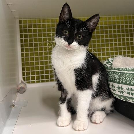 Clarissa, Adoptable, Kitten Male Domestic Short Hair.