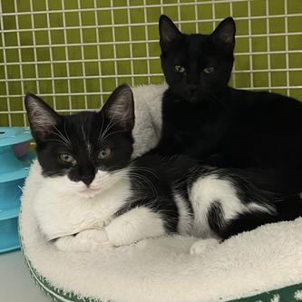 Enlarge Clarissa, a Adoptable Domestic Short Hair in Tallahassee, FL image 2/4