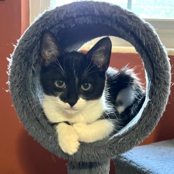 Enlarge Clarissa, a Adoptable Domestic Short Hair in Tallahassee, FL image 3/4