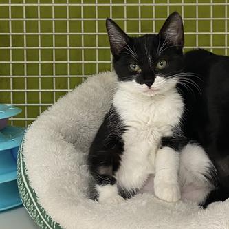 Enlarge Clarissa, a Adoptable Domestic Short Hair in Tallahassee, FL image 4/4