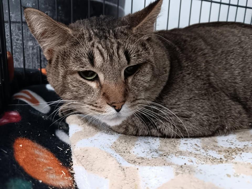 Enlarge Earl, a ADOPTABLE Domestic Short Hair in Winthrop, ME image 1/2