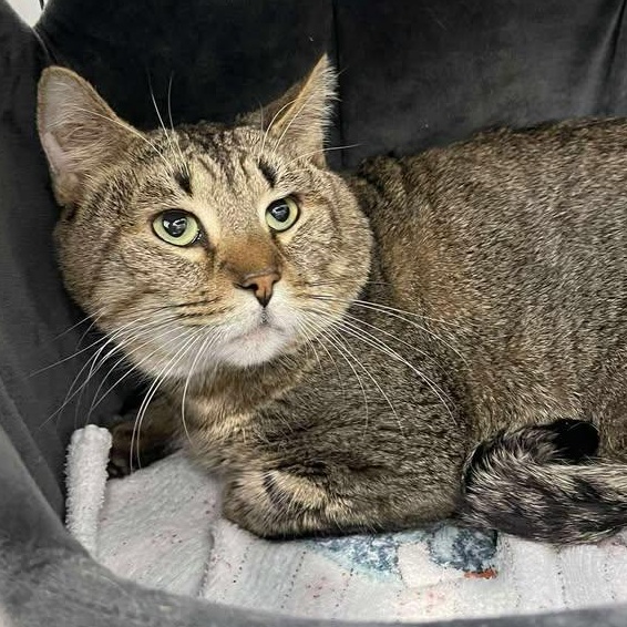 Enlarge Earl, a ADOPTABLE Domestic Short Hair in Winthrop, ME image 1/2