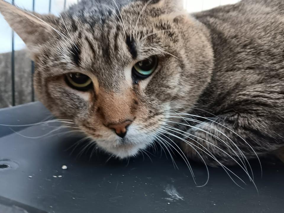 Enlarge Earl, a ADOPTABLE Domestic Short Hair in Winthrop, ME image 2/2