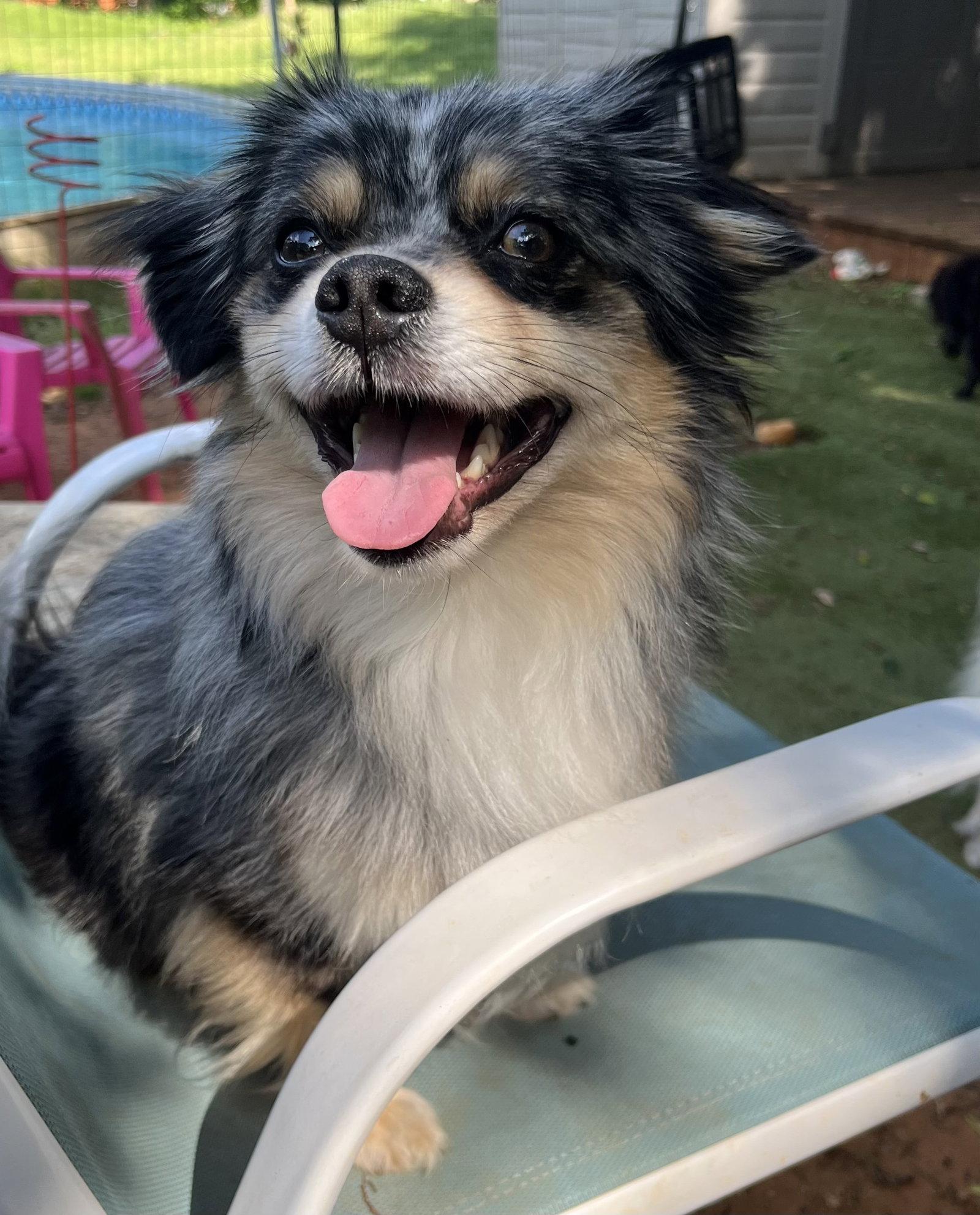 Enlarge Louis, a Adoptable Pomeranian in Garland, TX image 2/2