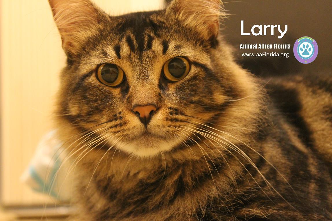 Enlarge Larry 2015, a Adopted mixed breed in Pensacola, FL image 1/3