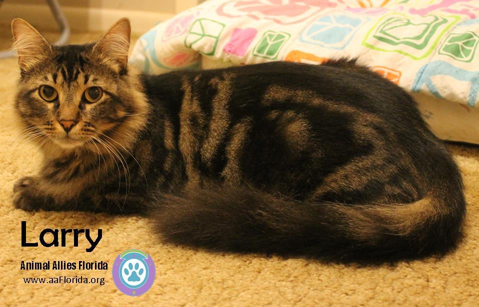 Enlarge Larry 2015, a Adopted mixed breed in Pensacola, FL image 2/3