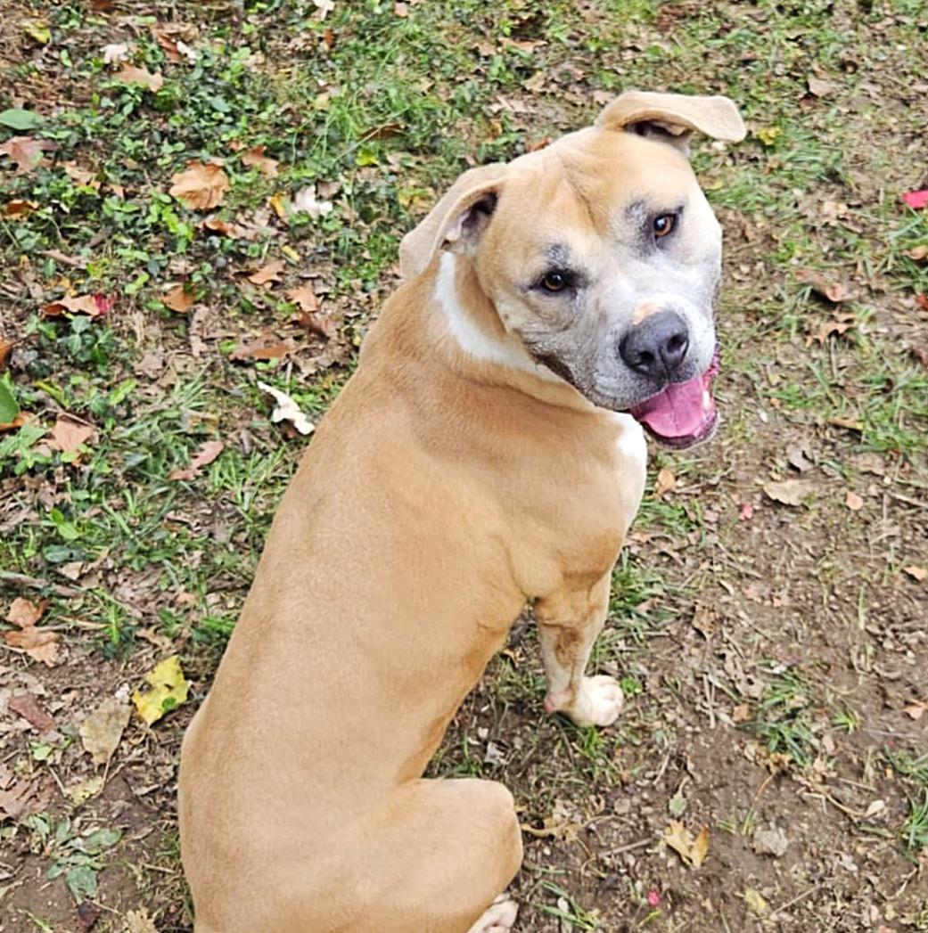 Enlarge Roger, a Adoptable American Staffordshire Terrier in Godfrey, IL image 1/1