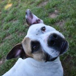 Jabarkus, Adoptable, Adult Male English Bulldog & Mixed Breed.
