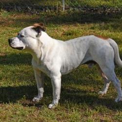 Enlarge Jabarkus, a Adoptable mixed breed in Columbus, NC image 2/6