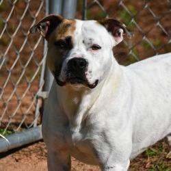 Enlarge Jabarkus, a Adoptable mixed breed in Columbus, NC image 3/6
