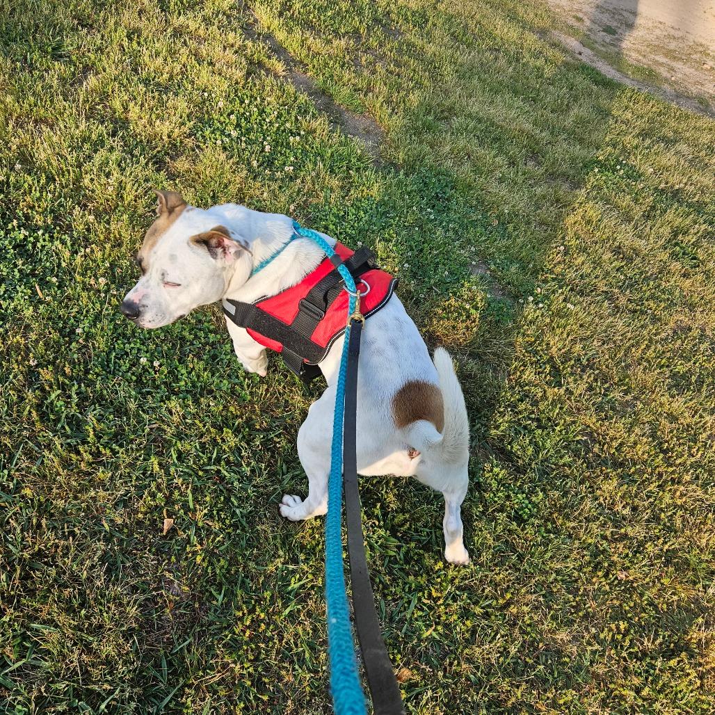 Enlarge Jabarkus, a Adoptable mixed breed in Columbus, NC image 4/6